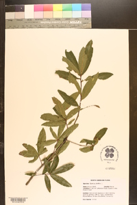 Quercus phellos image